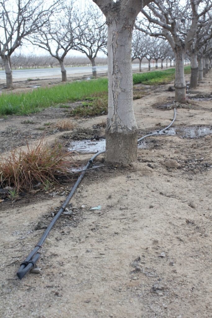 In high-pH orchards, micronutrient management starts with understanding conditions in the wetted root zone, including pH, bicarbonate and root activity