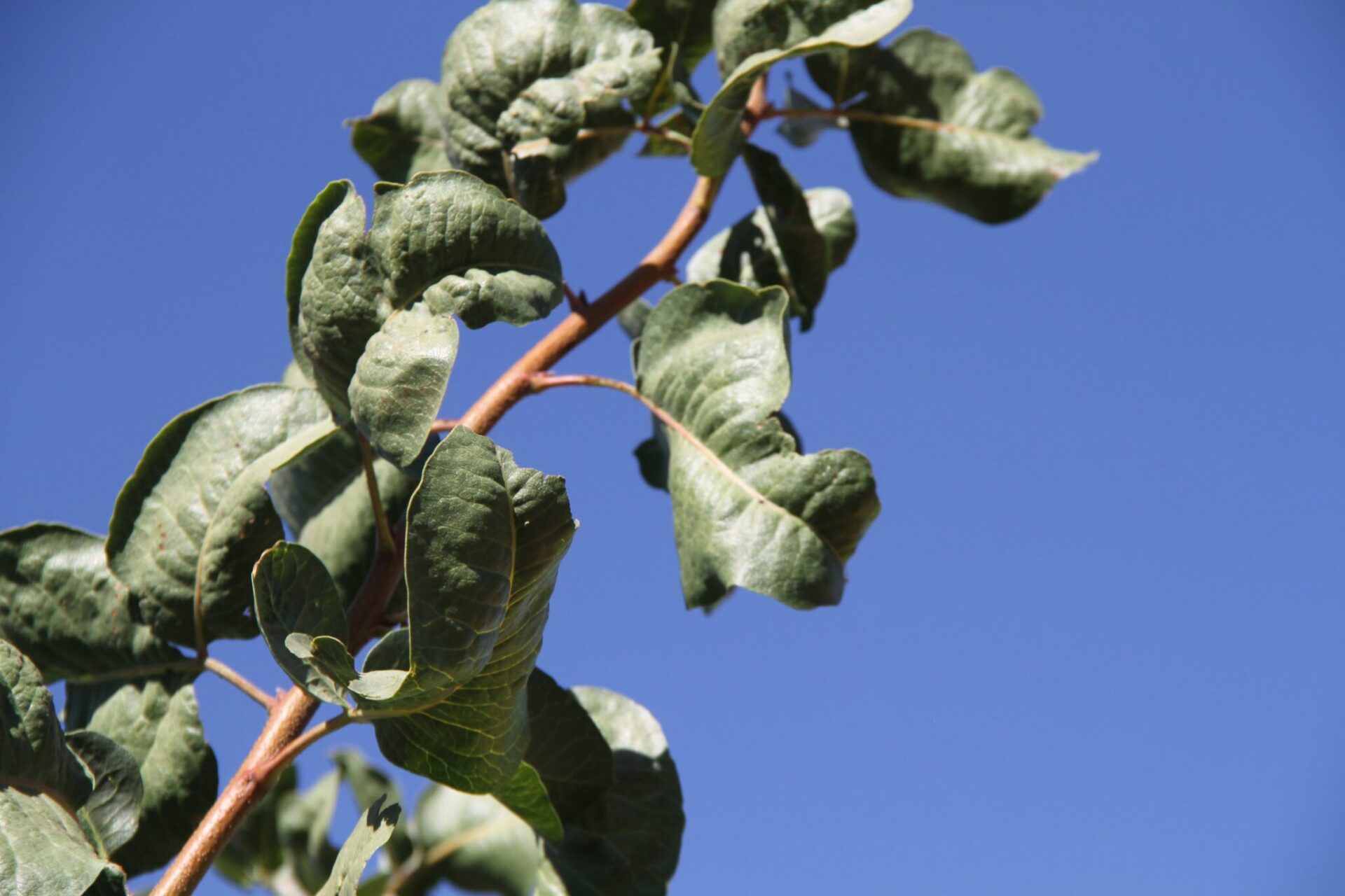 Boron needs separate management from iron and zinc because the margin between deficiency and excess is narrow