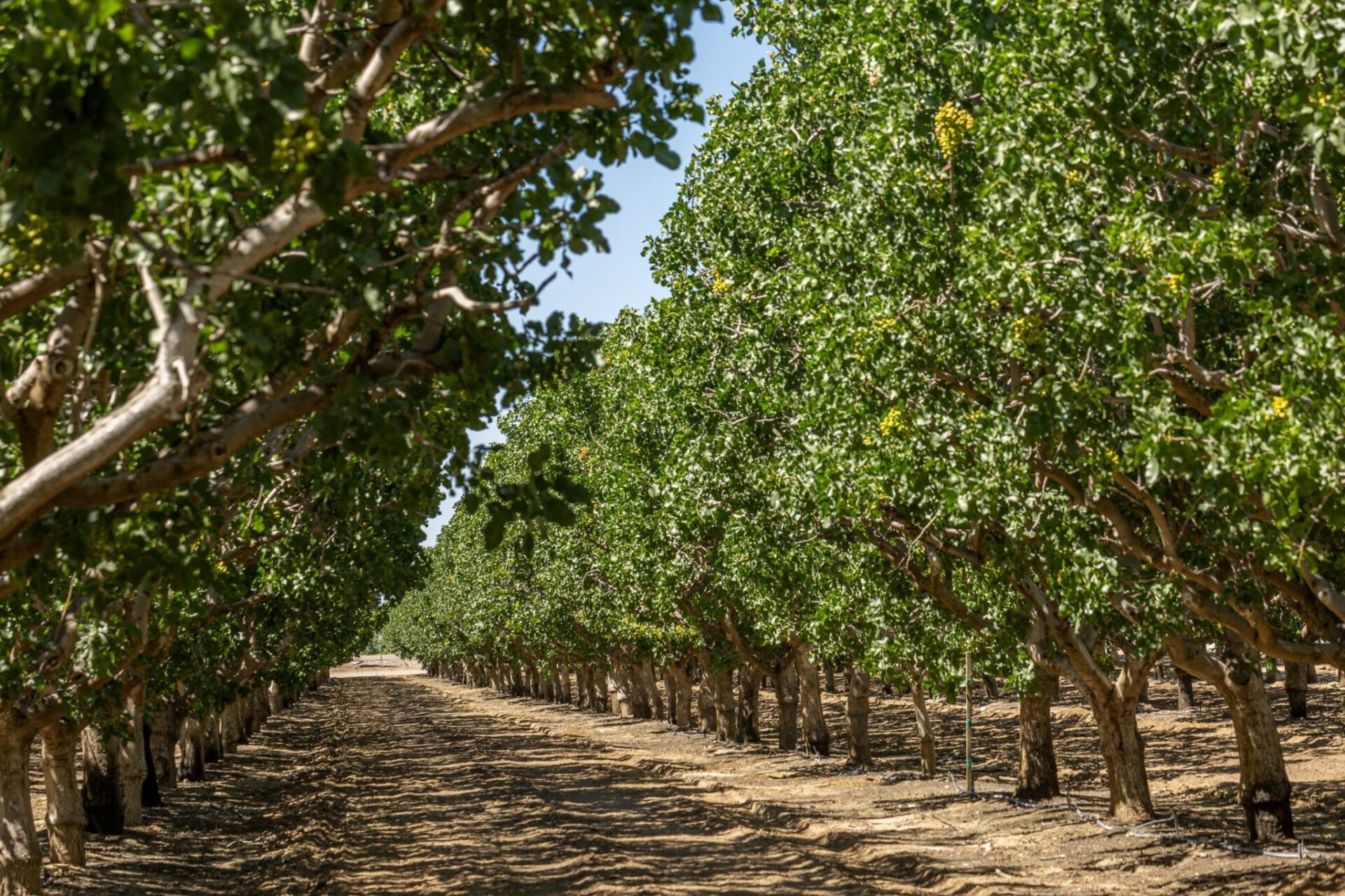 Keenan Farms manages just under 1,000 acres of its own and works with numerous growers to meet customer needs. The family has been growing pistachios since Charles Keenan acquired 100 acres of newly planted trees in the 1970s.