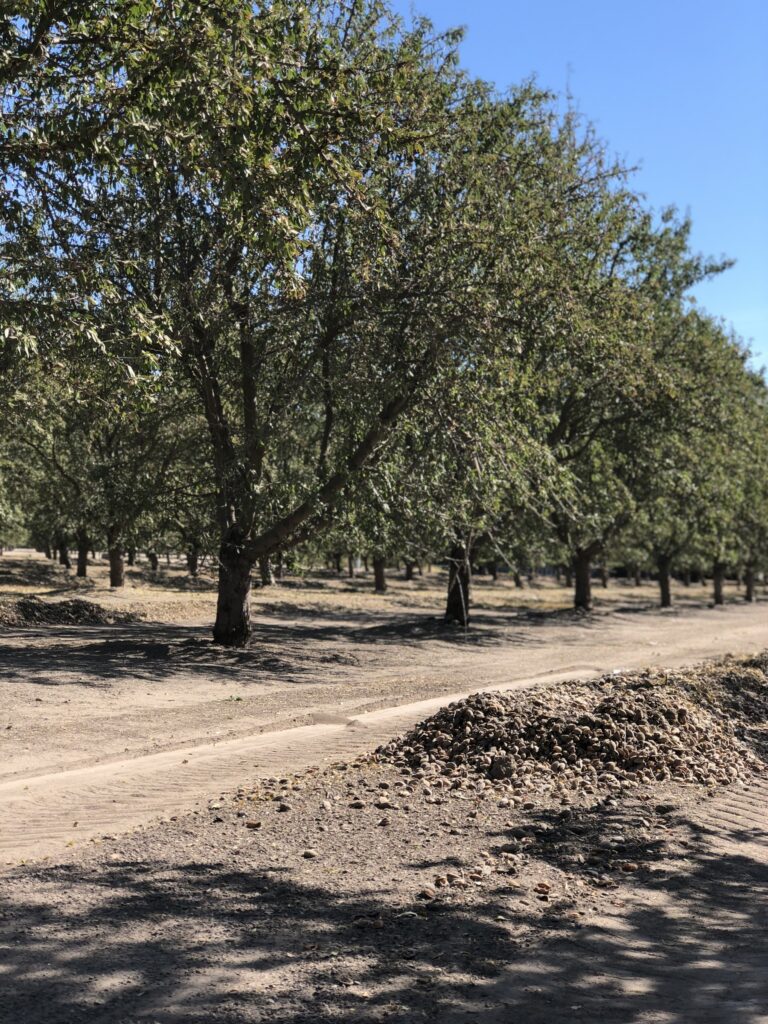 Almond hulls accumulate along an orchard road during harvest. California almond growers continue to face high production costs as the industry adjusts to changing acreage and market conditions