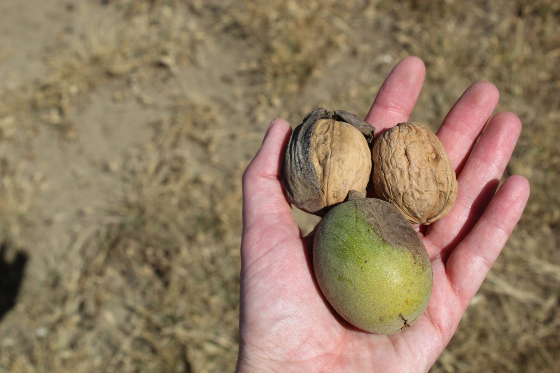 Walnuts shown in their outer hulls and shells. California's 2026 walnut crop is estimated at 680,000 tons, down 16% from last year, helping bring supply and demand into better balance.