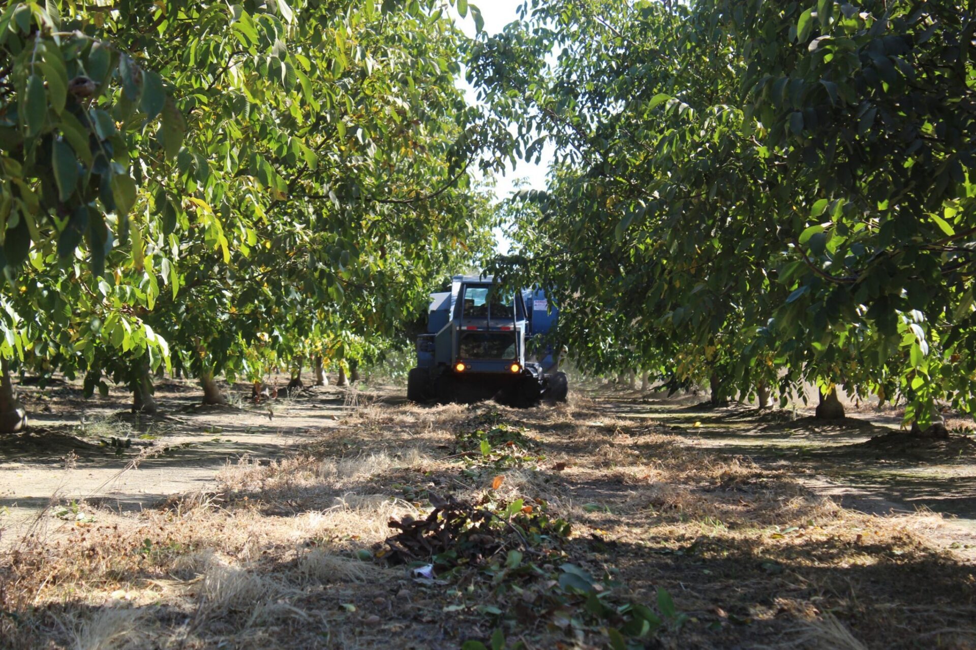 Harvest equipment moves through a California walnut orchard. Despite improving walnut prices, growers continue to face pressure from rising energy, labor and input costs.