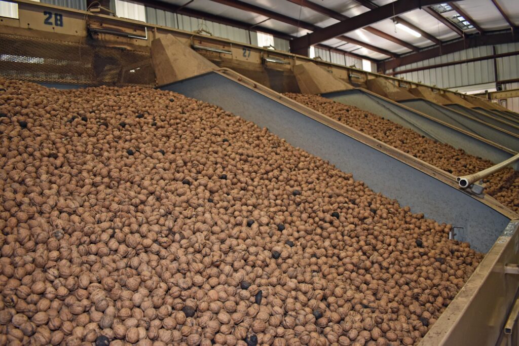 Freshly harvested walnuts are loaded into a truck for transport from the orchard. Proper handling after harvest is essential to preserving quality and minimizing rancidity