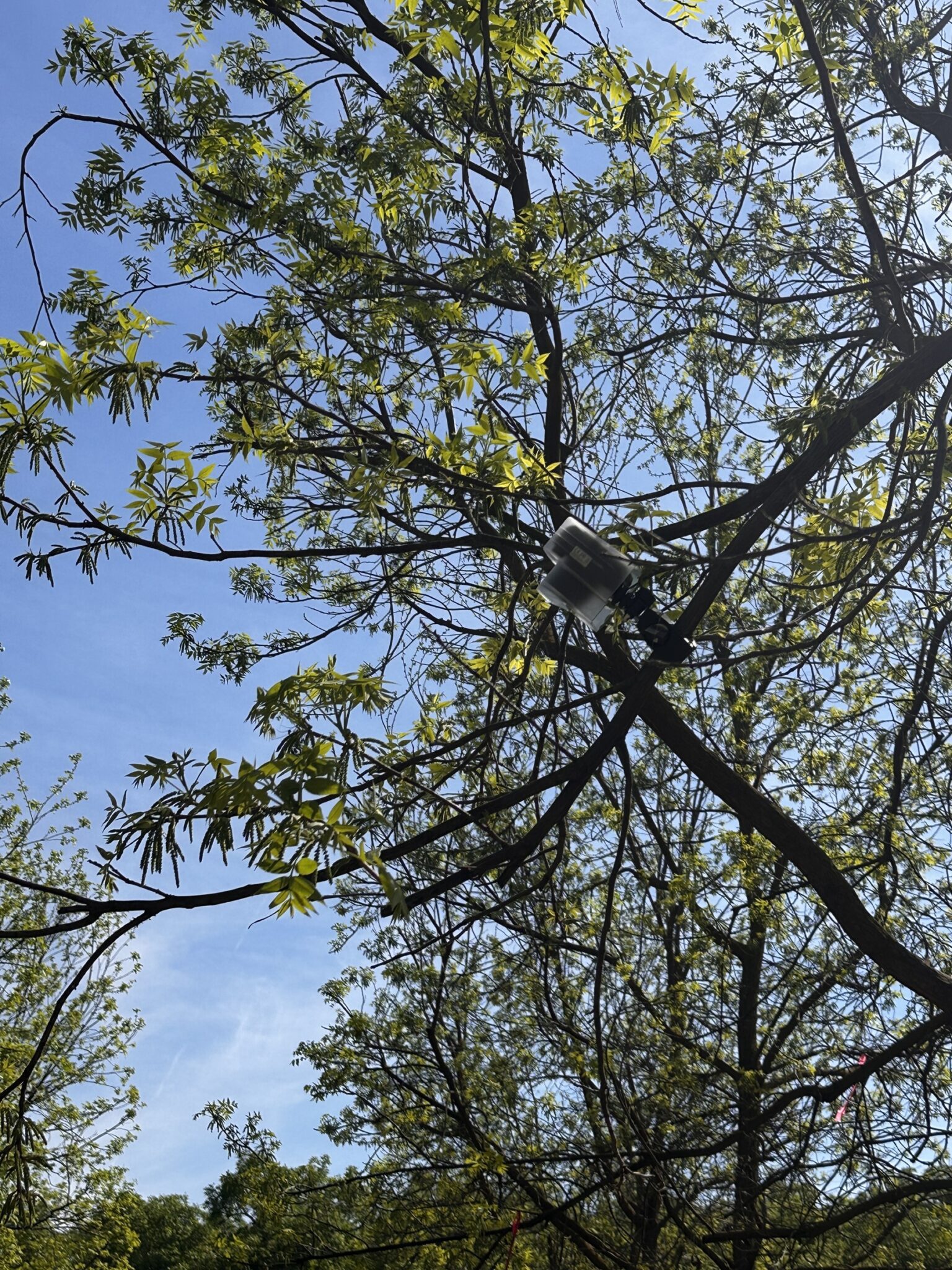 Cameras were mounted in pecan trees to record the timing and overlap of male and female bloom of coplanted varieties under different climate conditions