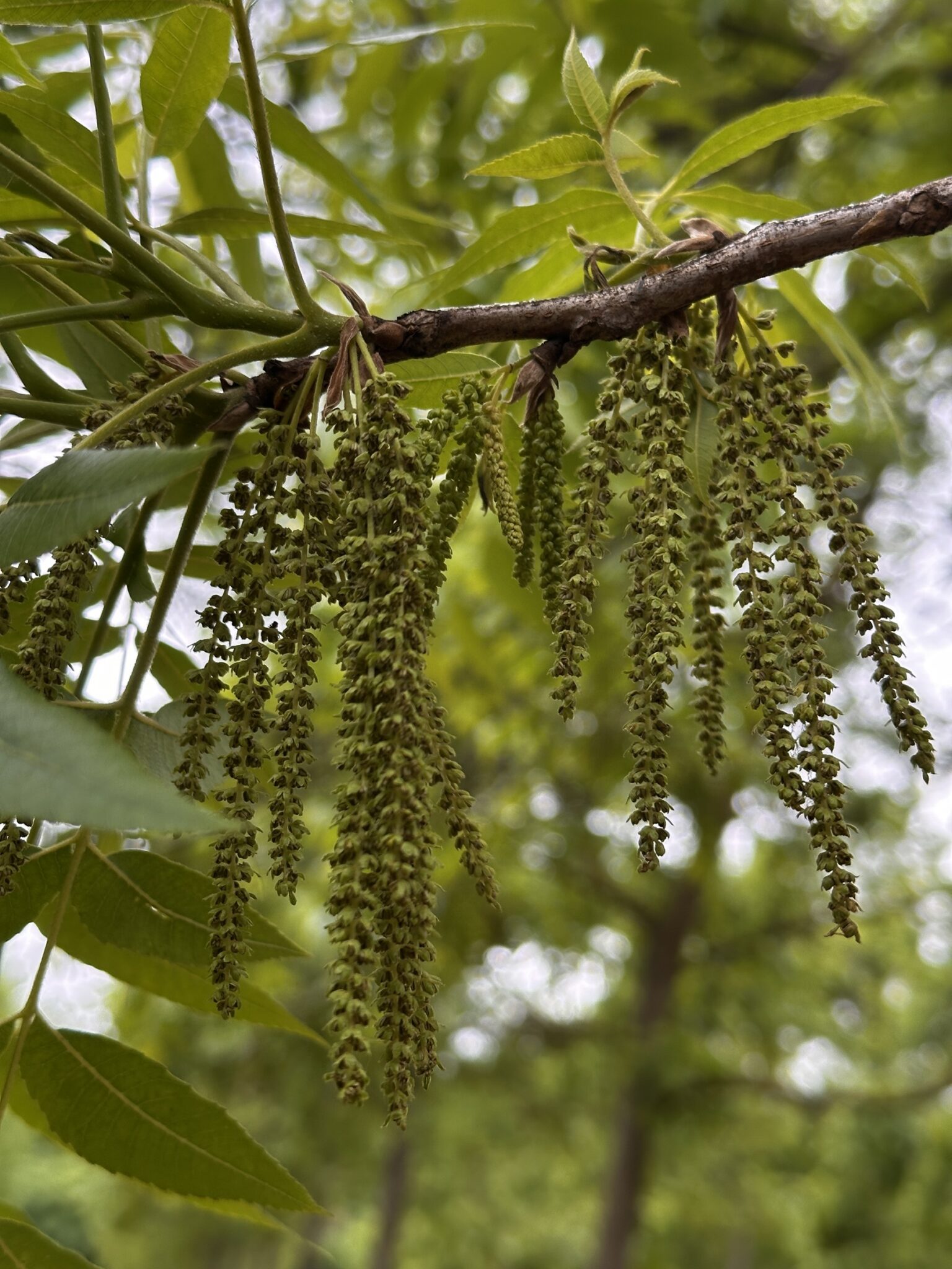 Pecan catkins in a Tulare County orchard. “Trees for the Future,” a genetics-based research project that began in 2022, aims to provide pecan growers across U.S. growing regions with cultivars and rootstocks that can withstand environmental challenges while producing high yields.