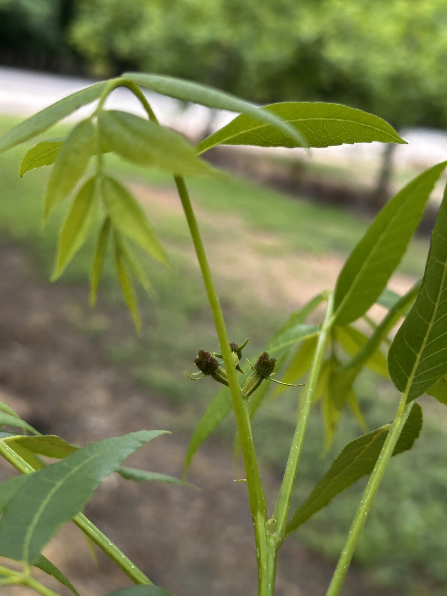 Female pecan flower.