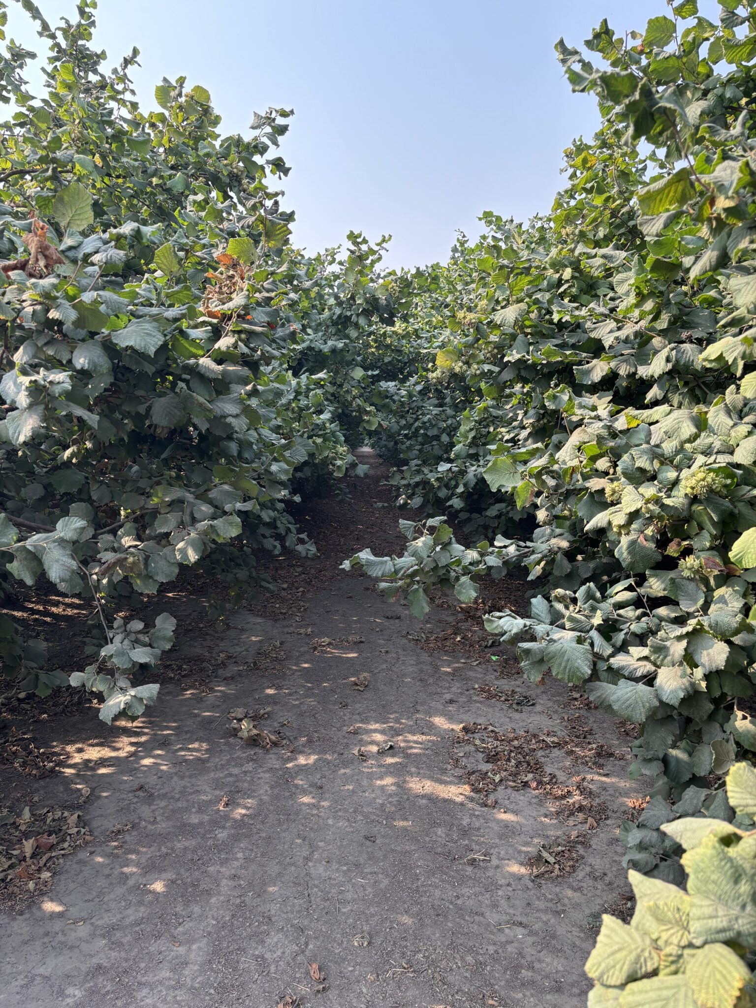 Access can be poor in hazelnut rows that haven’t been pruned or hedged, increasing the difficulty of performing orchard tasks.