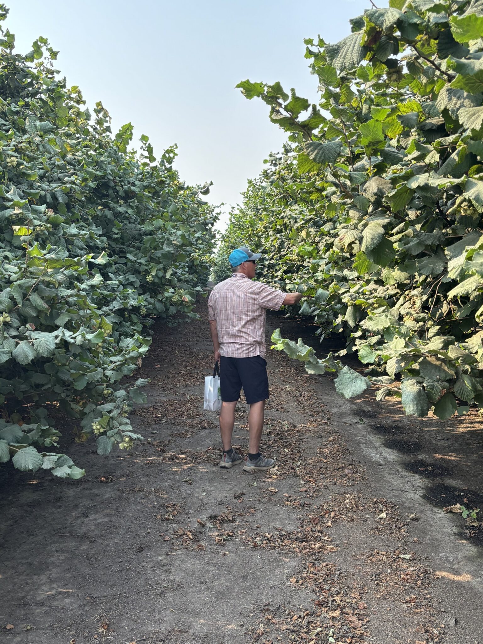 A participant in the Nut Growers Society Summer Tour surveys a heavily hedged hazelnut row during a presentation on the benefits of heavy pruning and hedging.