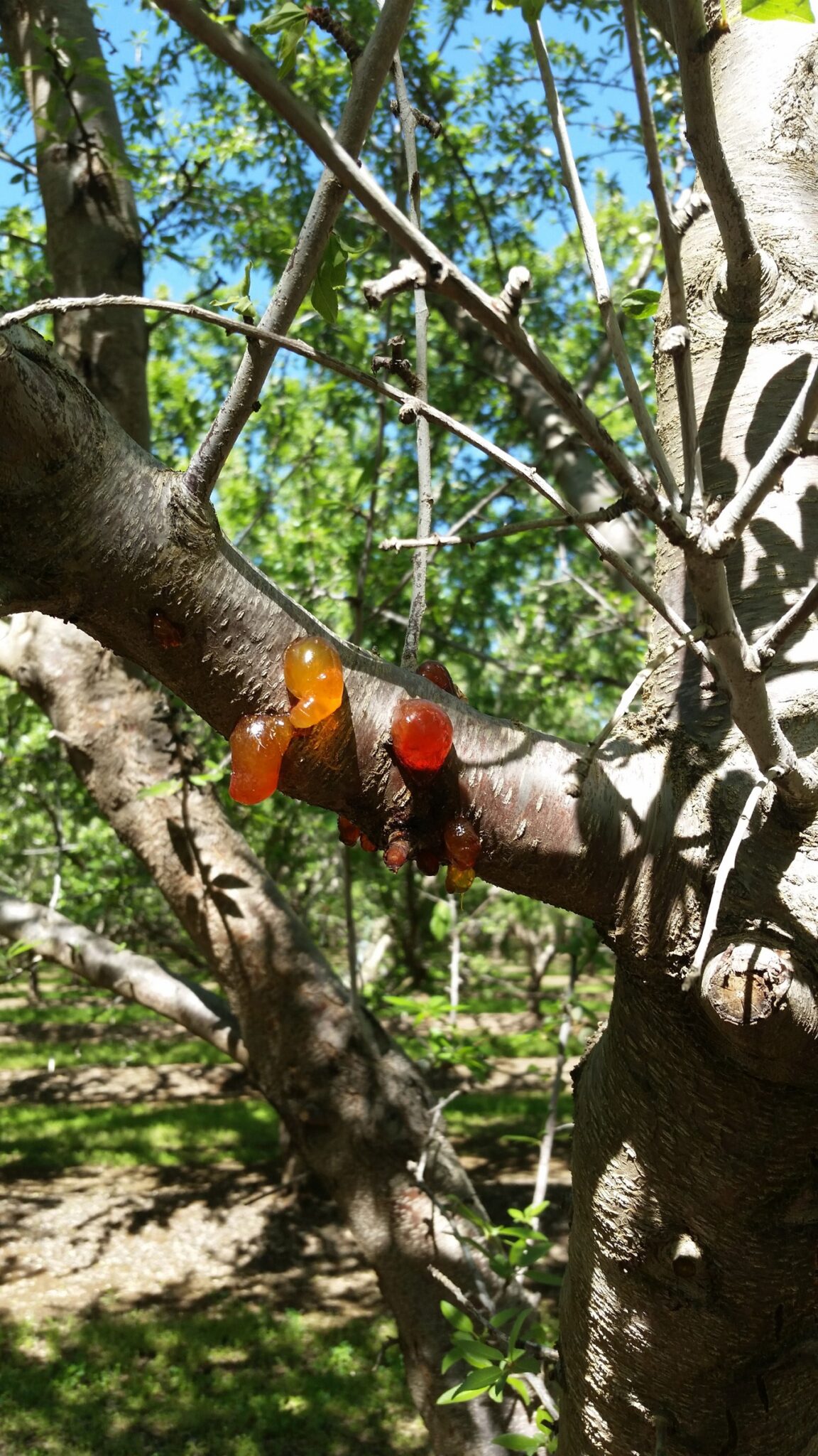 Aerial Phytophthora on a pruning wound in a Colusa County almond orchard. The disease can cause branch dieback and gumming at pruning wounds and the base of small shoots