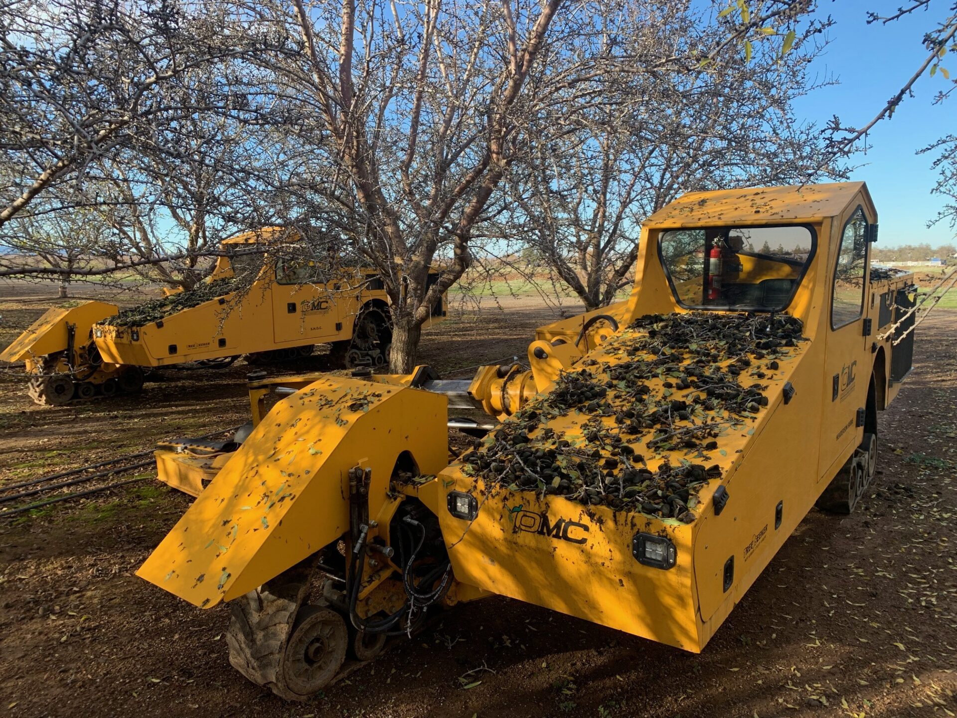 Tracked shakers in a Colusa County almond orchard. Wet winter weather can limit orchard access, making it important to plan mummy shaking before conditions prevent equipment from getting into the orchard