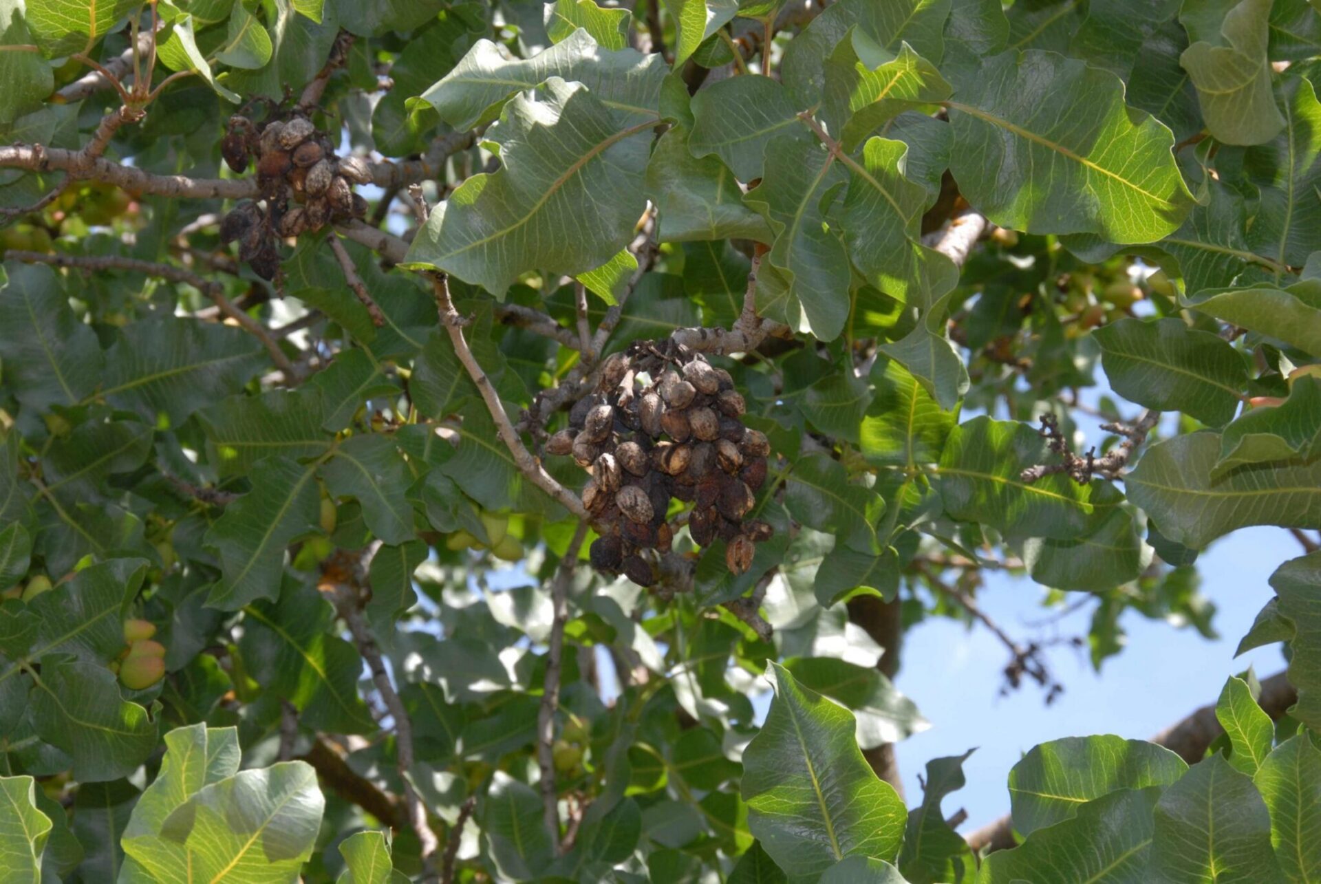 Pistachio mummy nuts remain on a tree. Reviewing harvest damage and sanitation results can help growers and PCAs plan fall and winter orchard work (WCN file photo.)